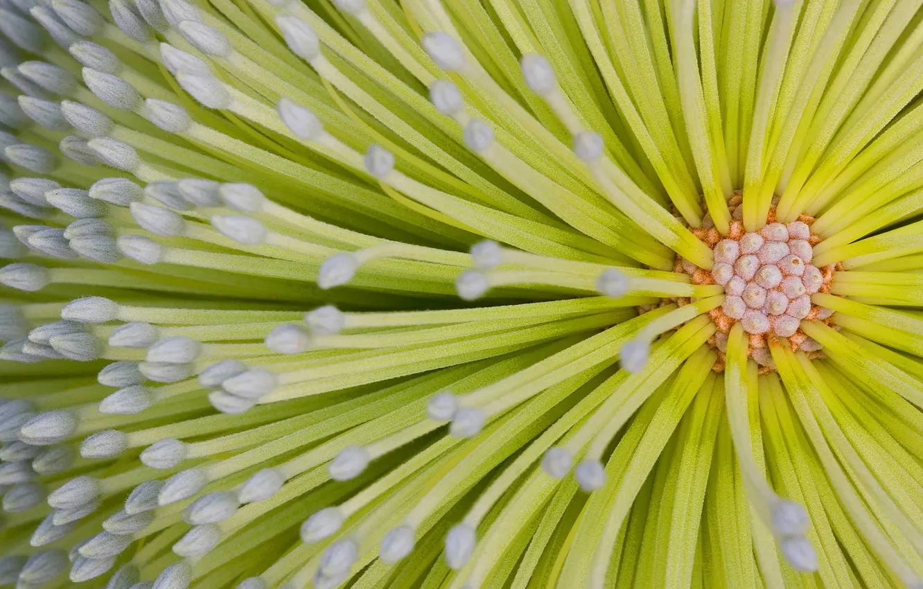 Photo wallpaper flower, Australia, QLD, Fraser island, banksia, Hoi
