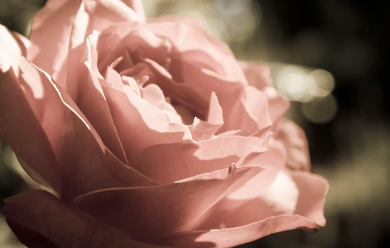 Photo wallpaper macro, flowers, roses, petals, buds, flowers