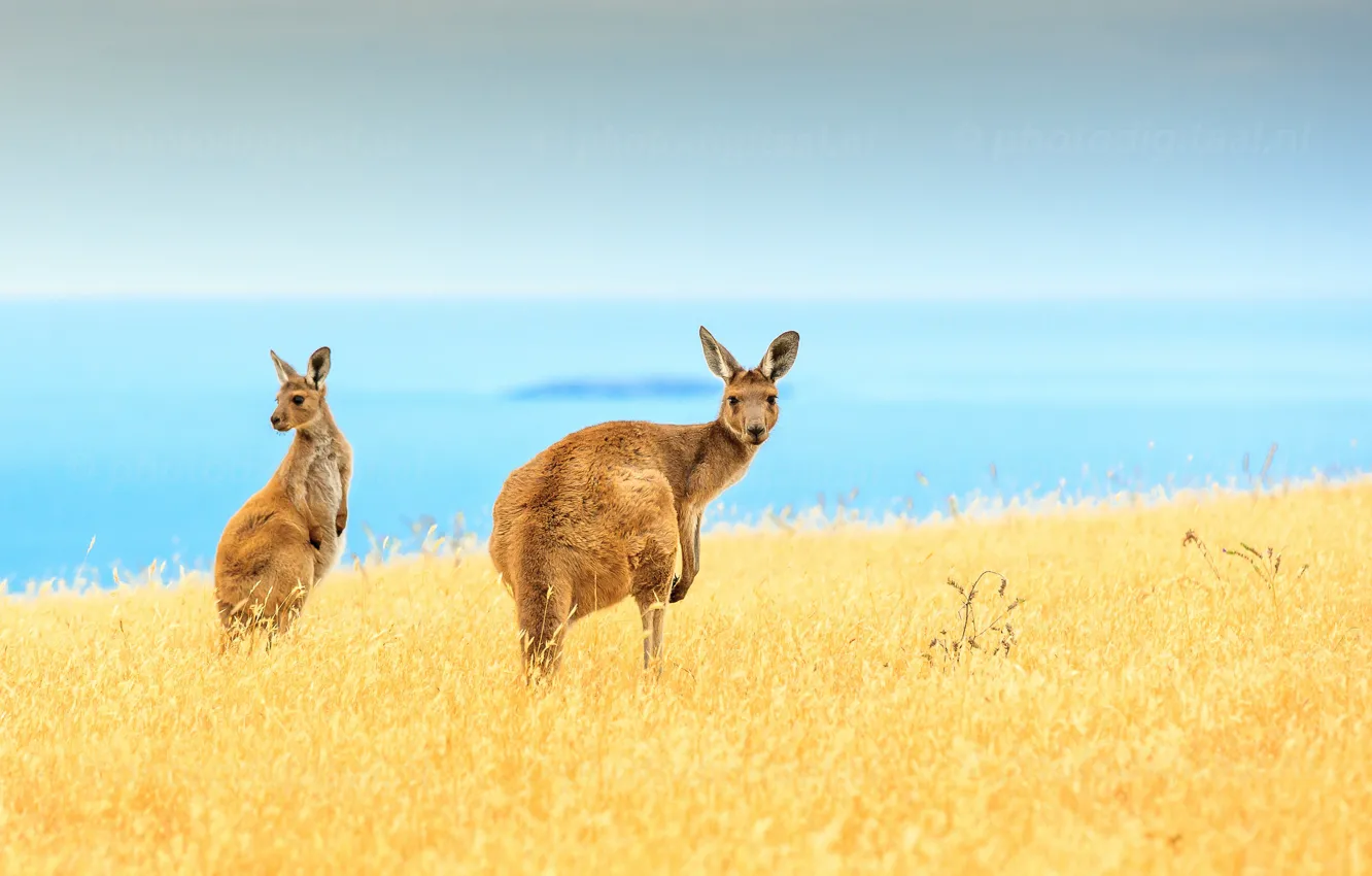 Photo wallpaper sea, field, the sky, blue, horizon, kangaroo, island, wildlife