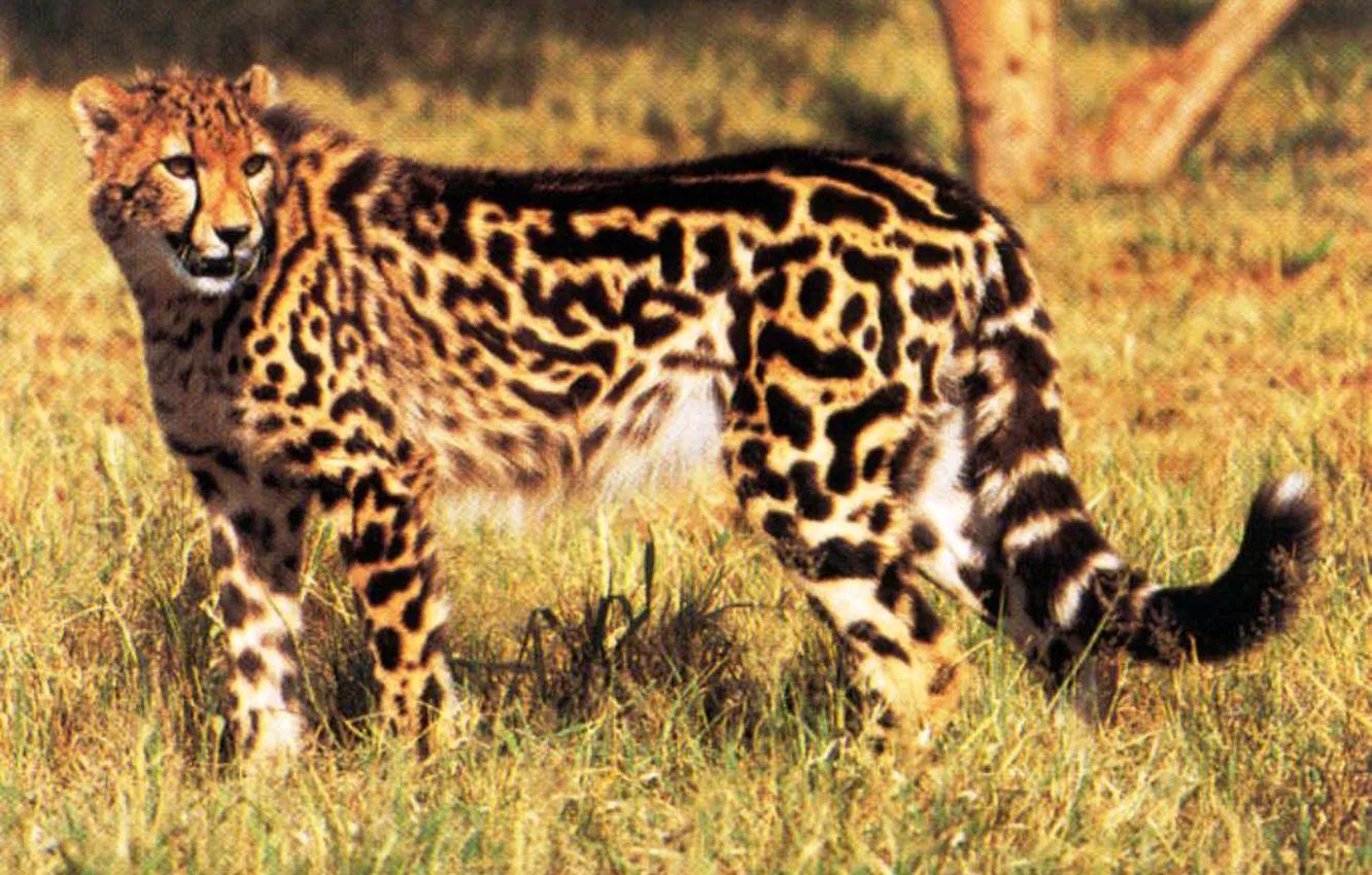 Photo wallpaper animal, Cheetah, big cat, King Cheetah