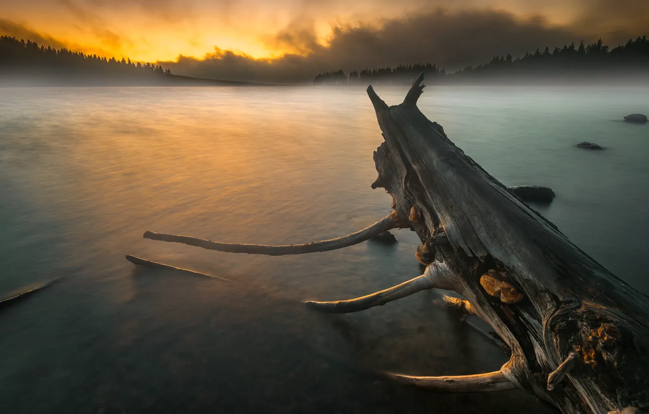 Photo wallpaper forest, the sky, water, trees, clouds, nature, fog, river