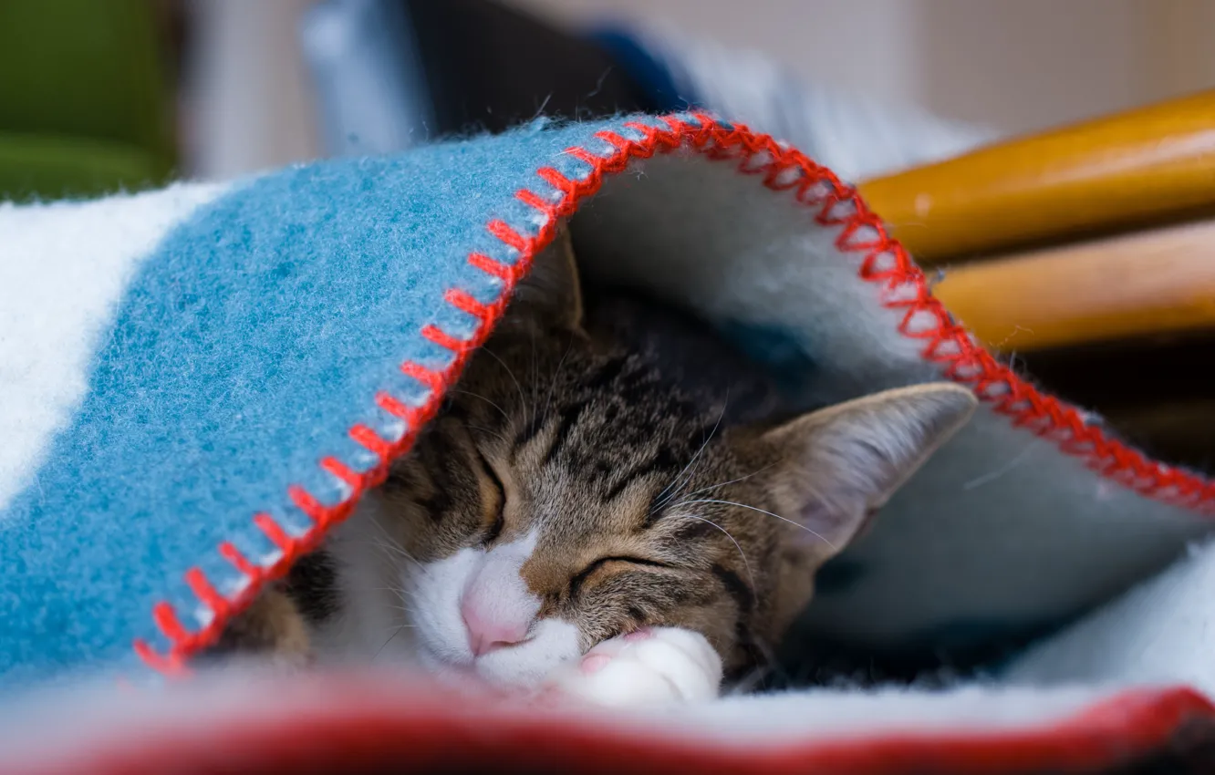 Photo wallpaper cat, comfort, home