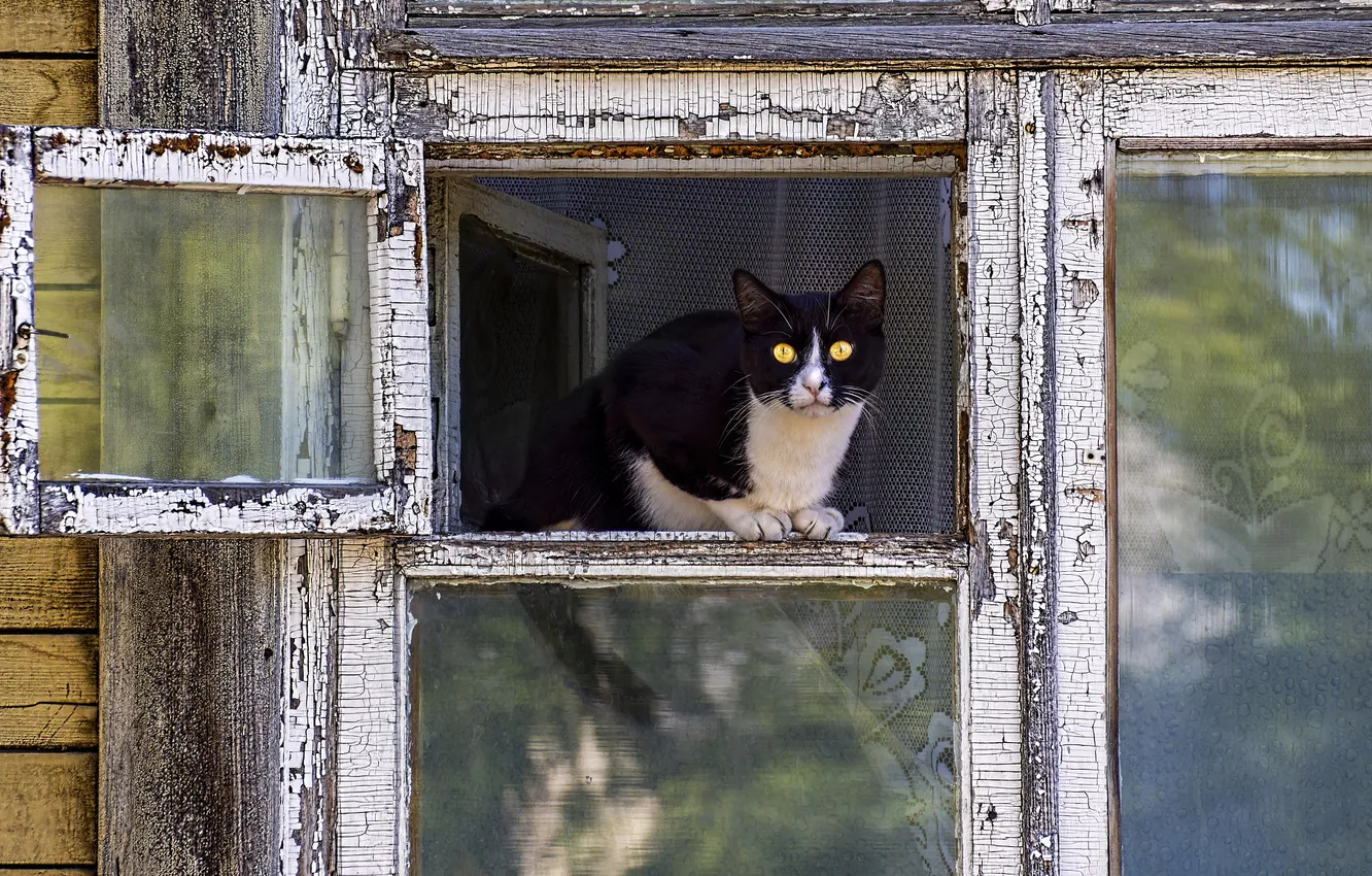 Photo wallpaper cat, cat, look, glass, pose, frame, window, curtains