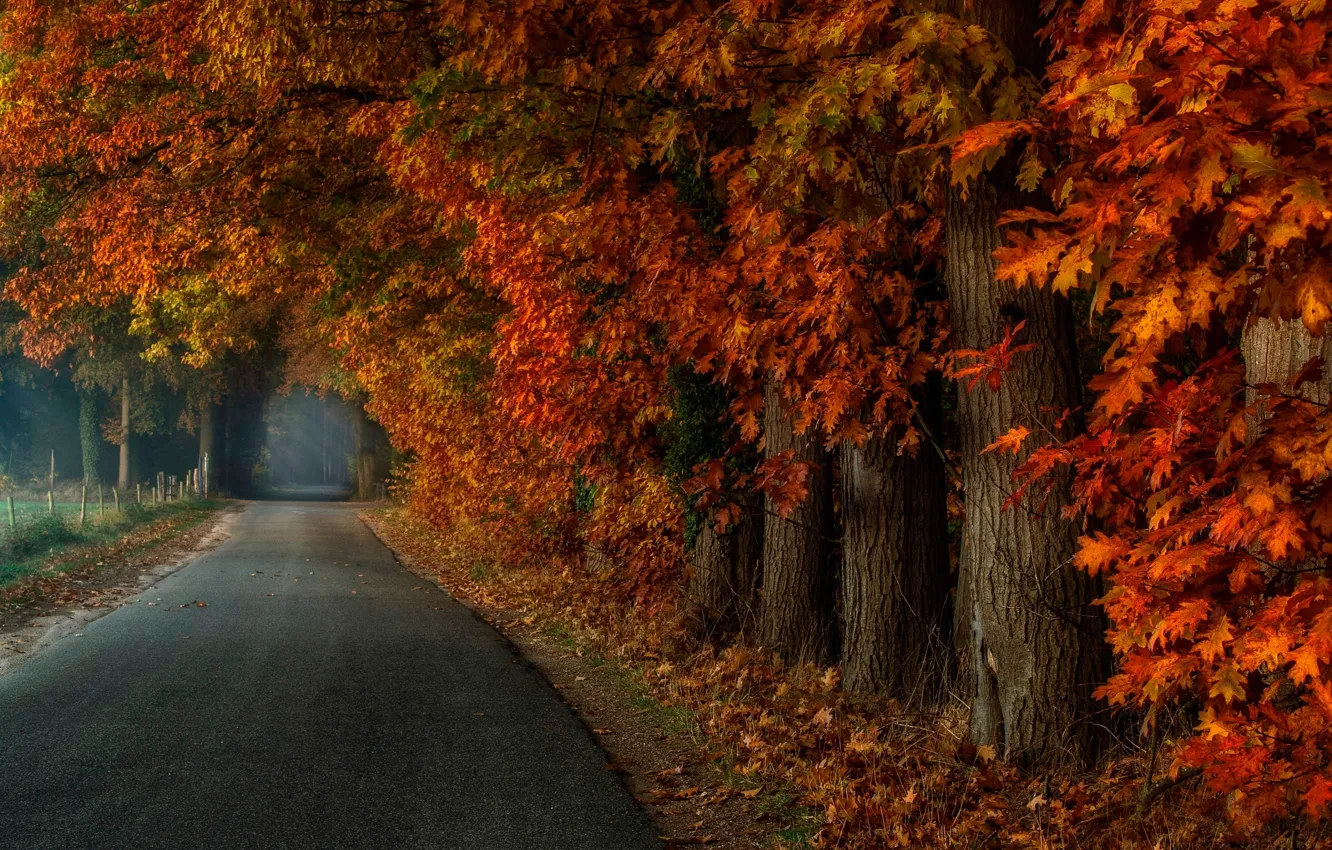 Photo wallpaper road, autumn, forest, leaves, trees, fog, Park, alley