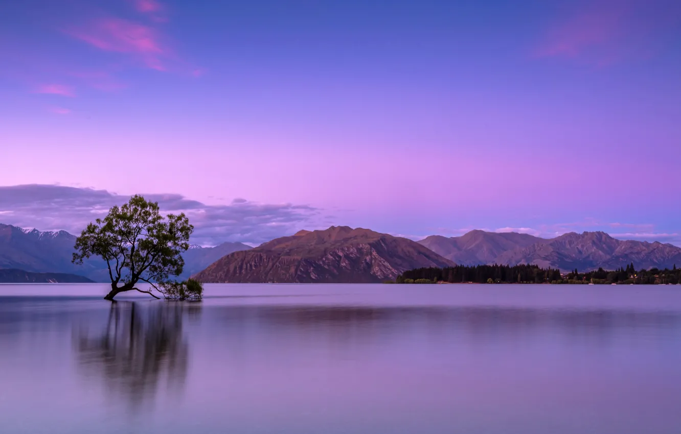 Photo wallpaper summer, trees, New Zealand, summer, twilight, New Zealand, tree, dusk
