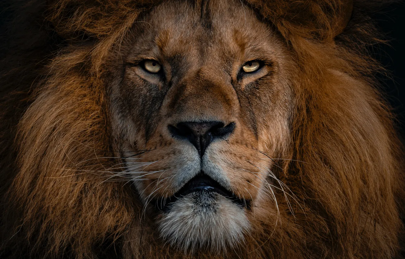 Photo wallpaper face, close-up, predator, Leo, black background