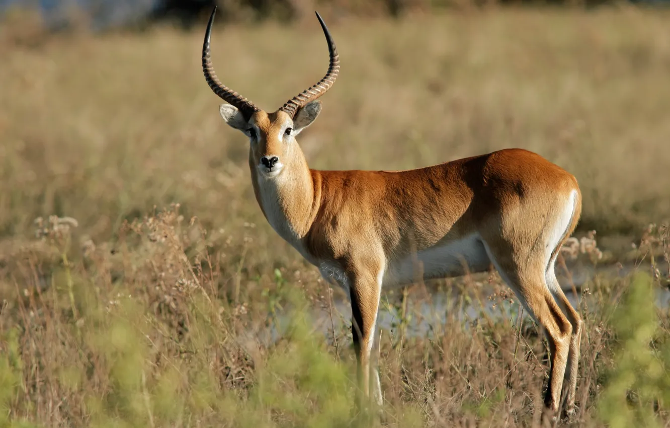 Photo wallpaper look, male, South Africa, sunlight, Botswana, Lychee (Kobus leche), Chobe national Park