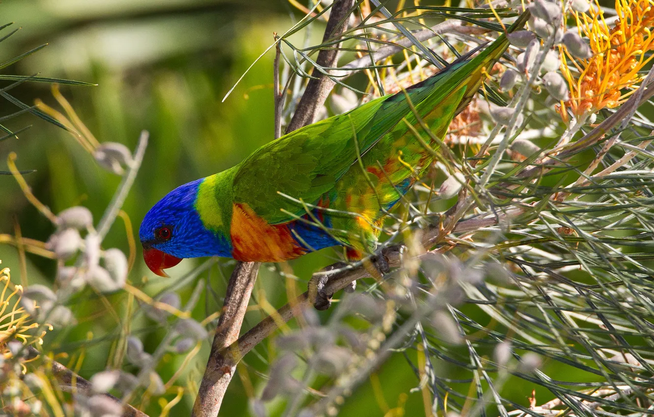 Photo wallpaper bird, beak, parrot, multicolor lorikeet