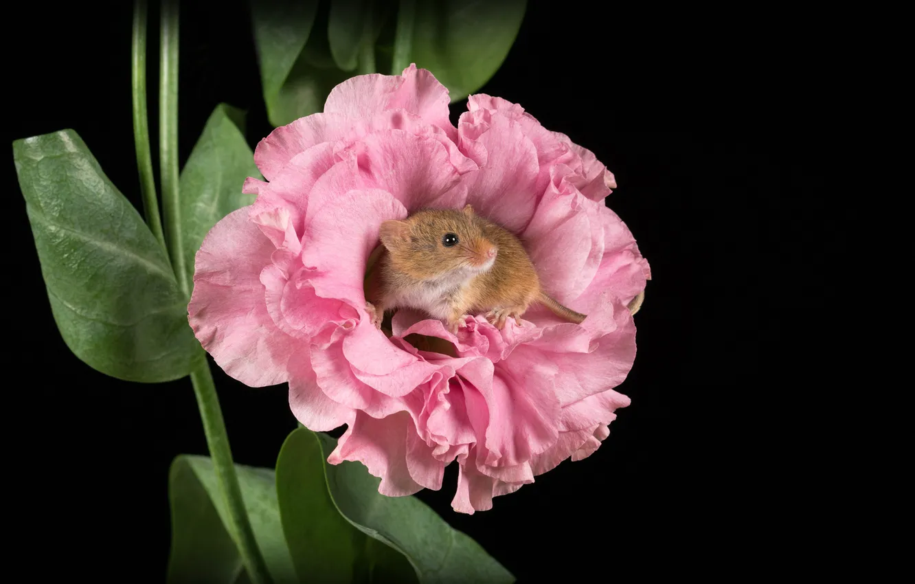 Photo wallpaper flower, macro, mouse, rodent, the dark background, Harvest mouse, Mouse-Malutka