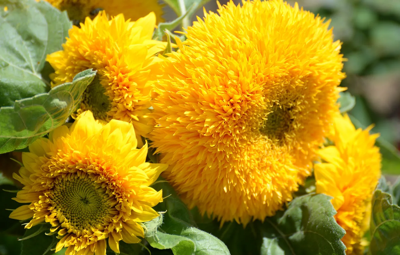 Photo wallpaper sunflowers, yellow, balls