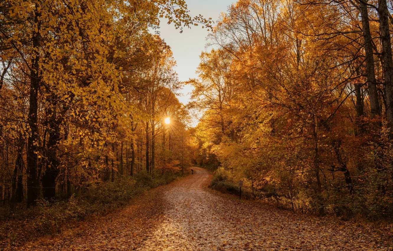 Photo wallpaper road, autumn, leaves, the sun, trees, sunset, nature, foliage