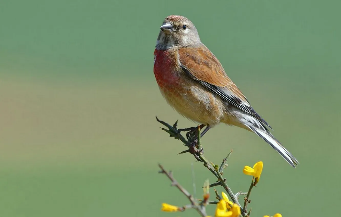Photo wallpaper branches, beautiful, flowers, bird, microsemi