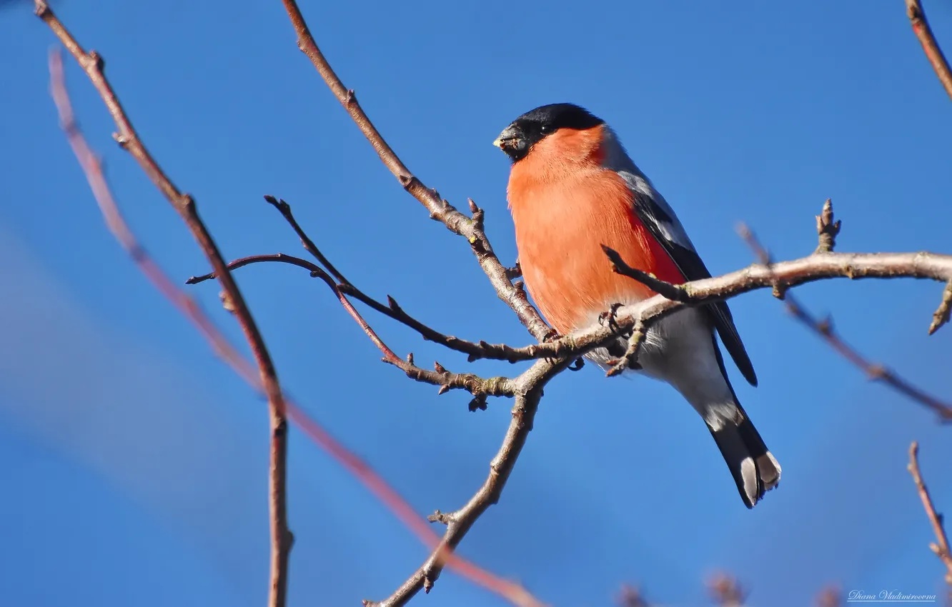 Photo wallpaper bird, bullfinch, photohunt