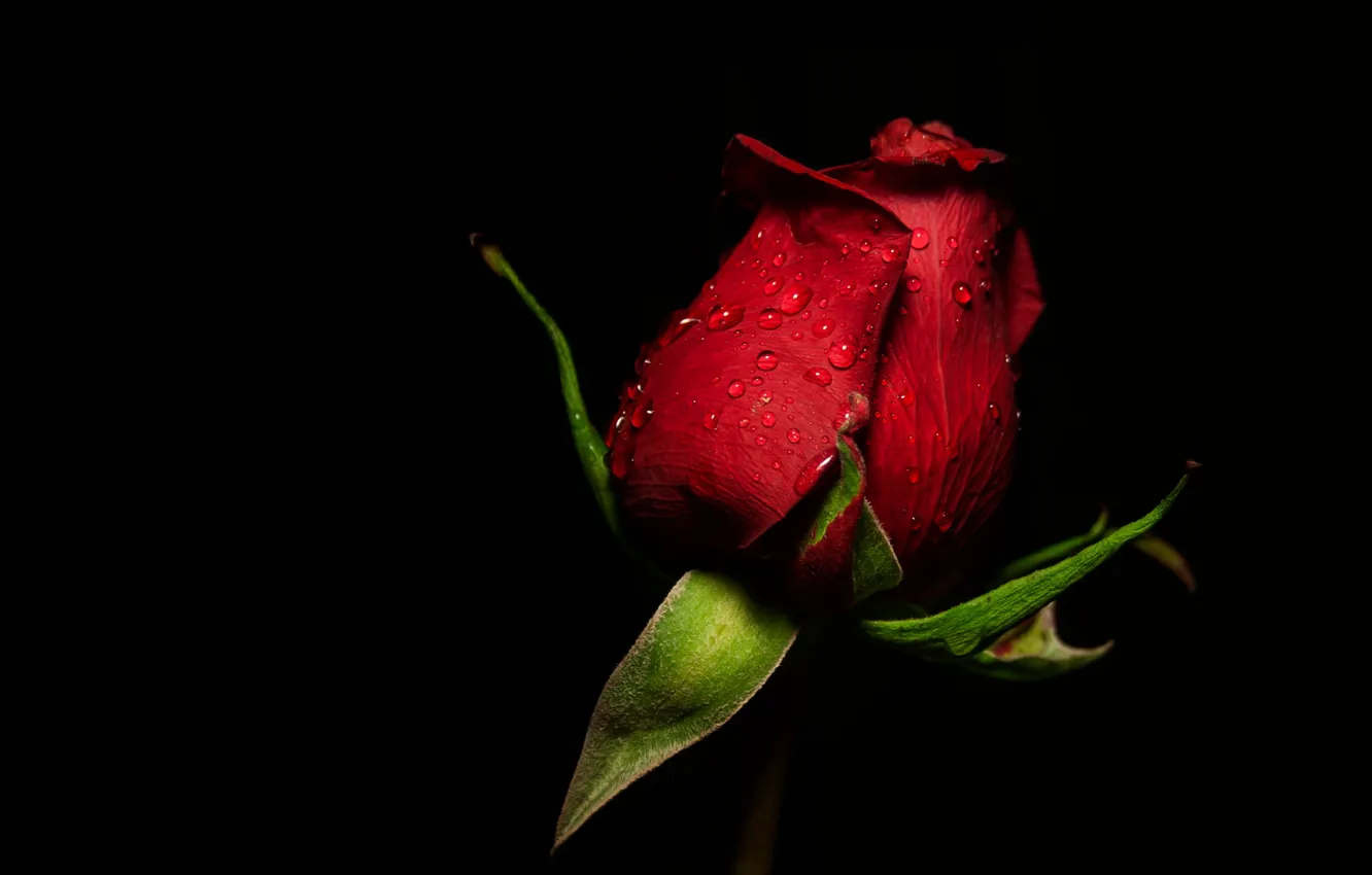Photo wallpaper flower, drops, rose, Bud, black background, red, one