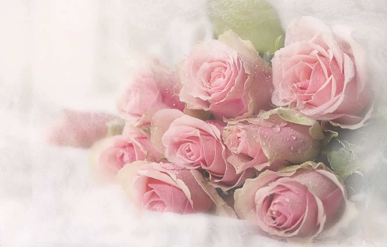 Photo wallpaper drops, roses, bouquet, fresh