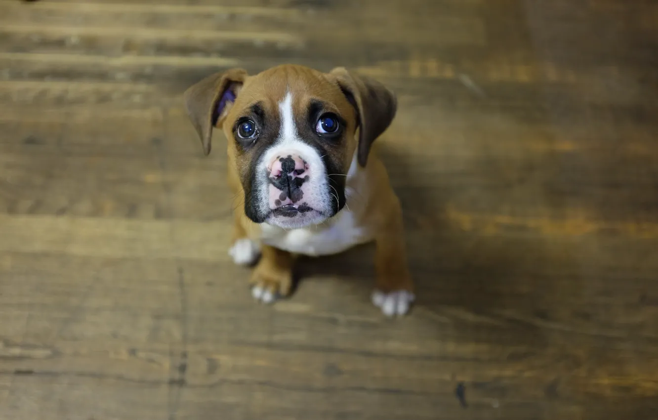 Photo wallpaper look, dog, puppy, boxer