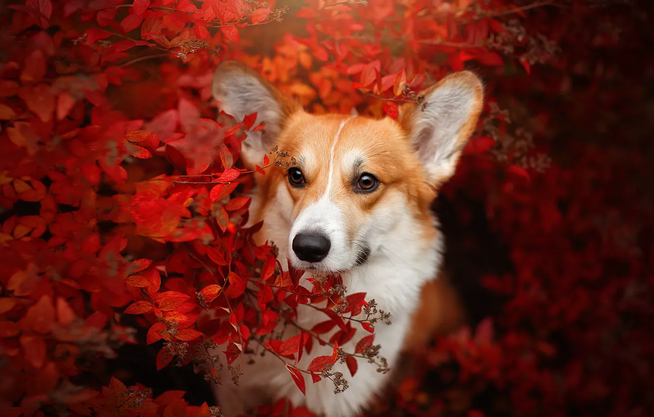 Photo wallpaper autumn, look, face, branches, dog, Welsh Corgi, Svetlana Pisareva