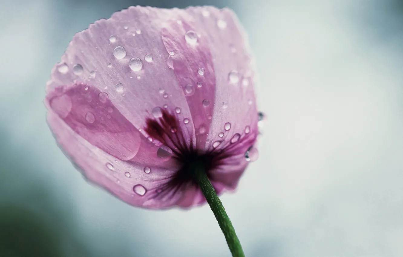 Photo wallpaper flower, drops, petals