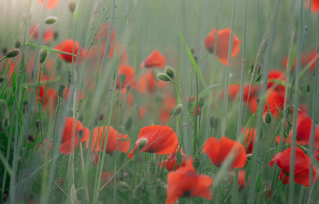 Photo wallpaper summer, flowers, red, Maki, blur, bokeh