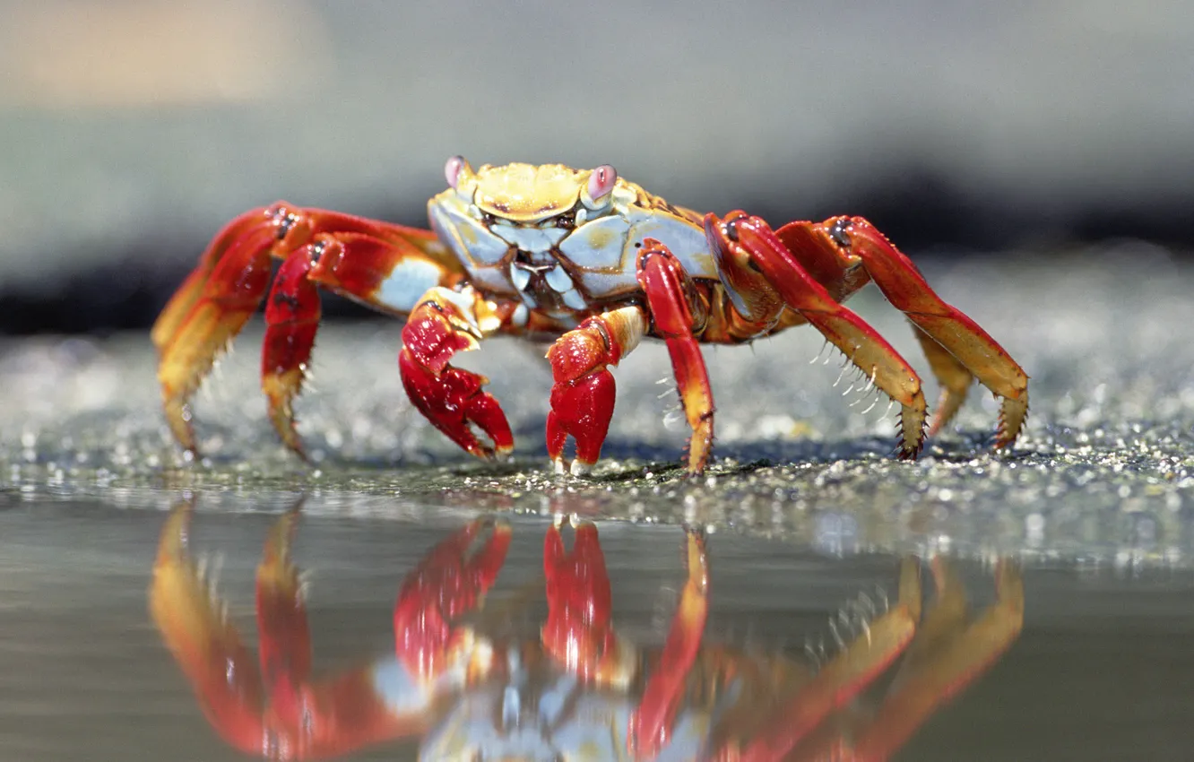 Photo wallpaper water, reflection, crab