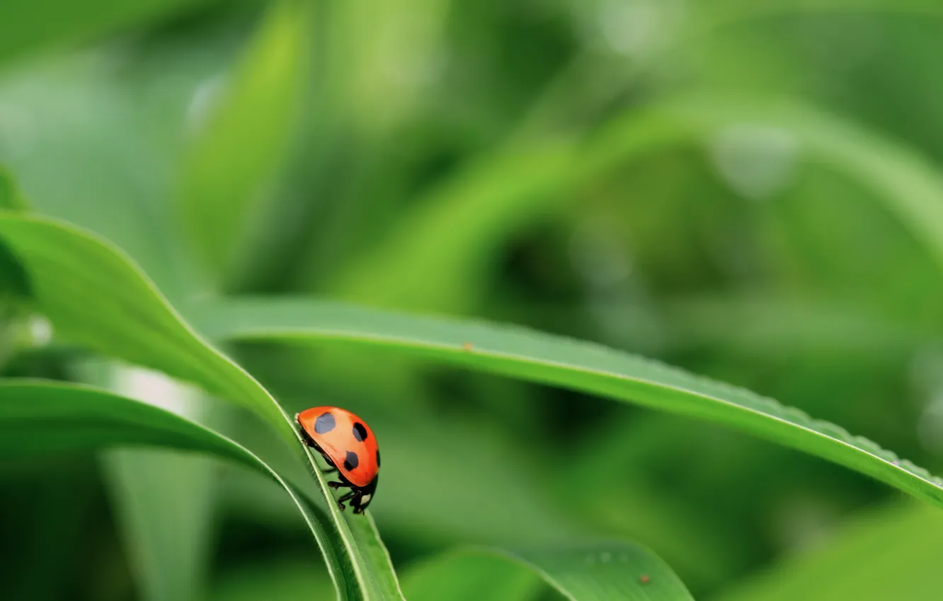 Photo wallpaper grass, green, background, foliage, ladybug, beetle
