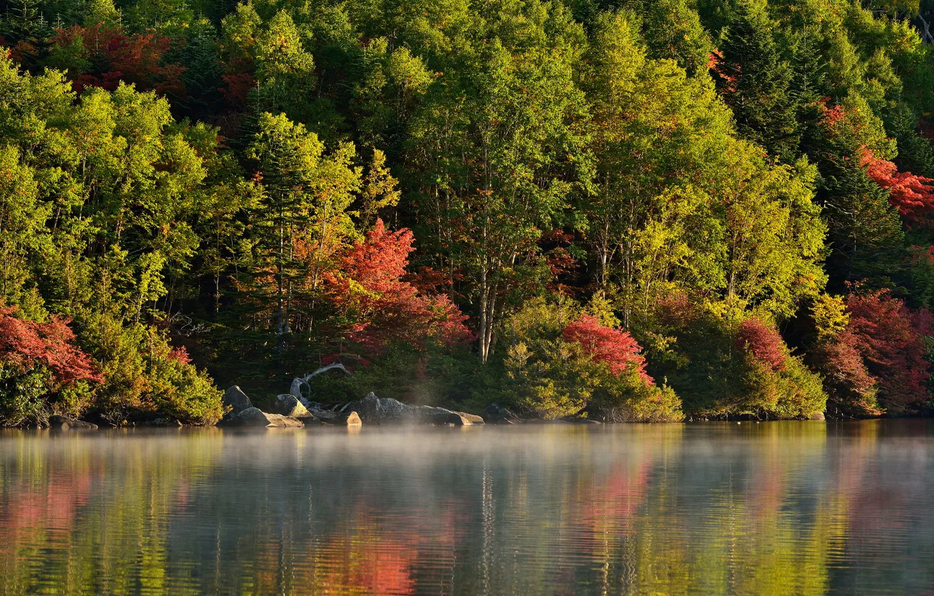 Photo wallpaper autumn, forest, trees, fog, river, morning