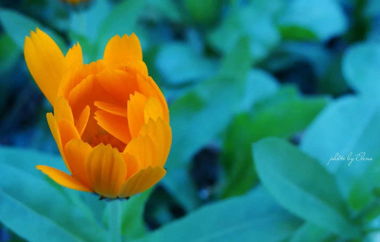 Photo wallpaper orange, green, cold