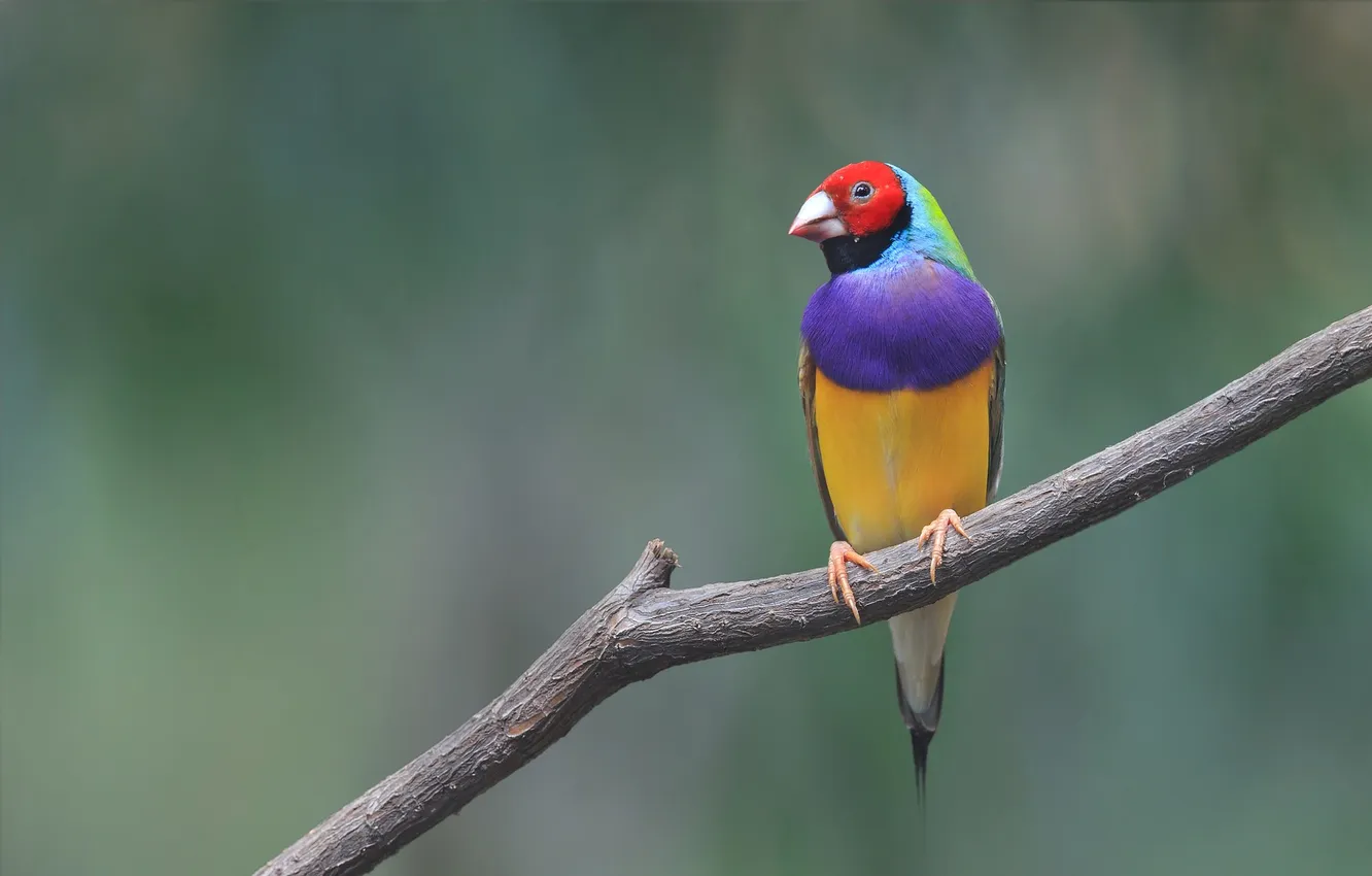 Photo wallpaper branches, bird, paint, feathers