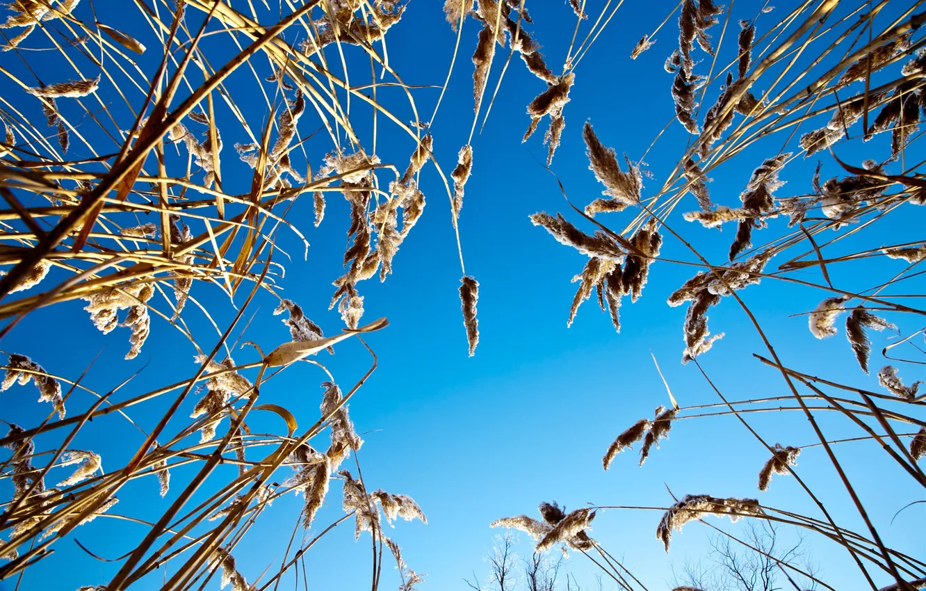 Photo wallpaper the sky, grass, blue, stem