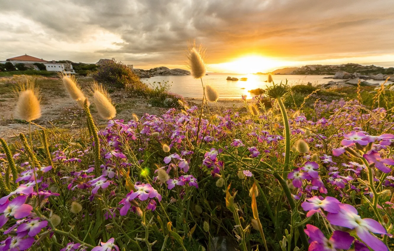 Photo wallpaper sunset, flowers, coast, Bay