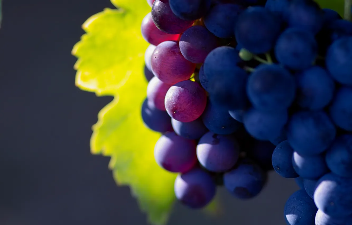 Photo wallpaper nature, fruit, a great solution, grape, grapes macro photo, fruit