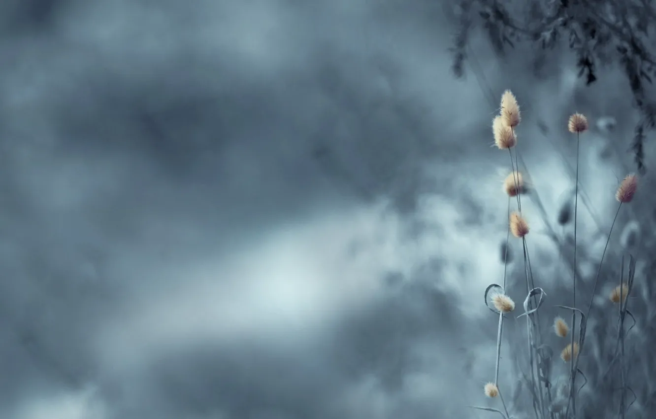 Photo wallpaper flowers, nature, background