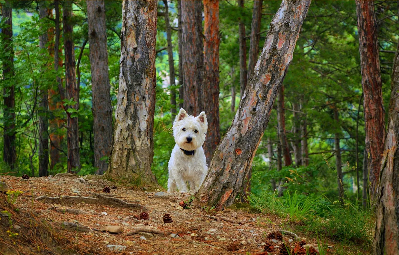 Photo wallpaper dog, dog, The West highland white Terrier