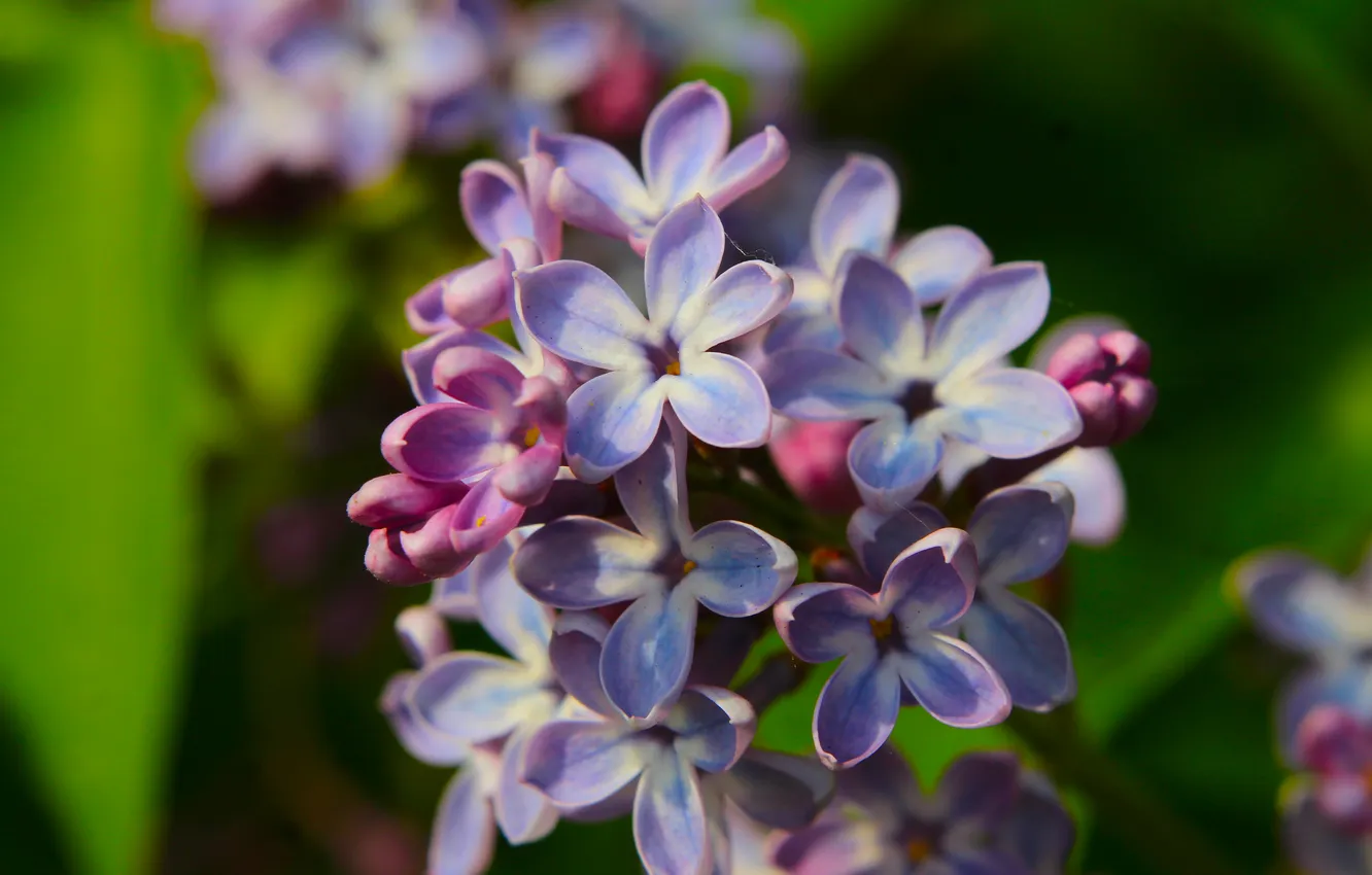 Photo wallpaper flower, spring, lilac