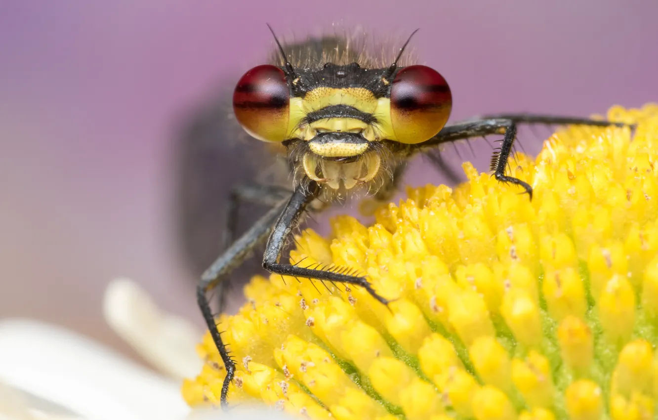 Photo wallpaper flower, eyes, macro, yellow, background, legs, dragonfly, muzzle