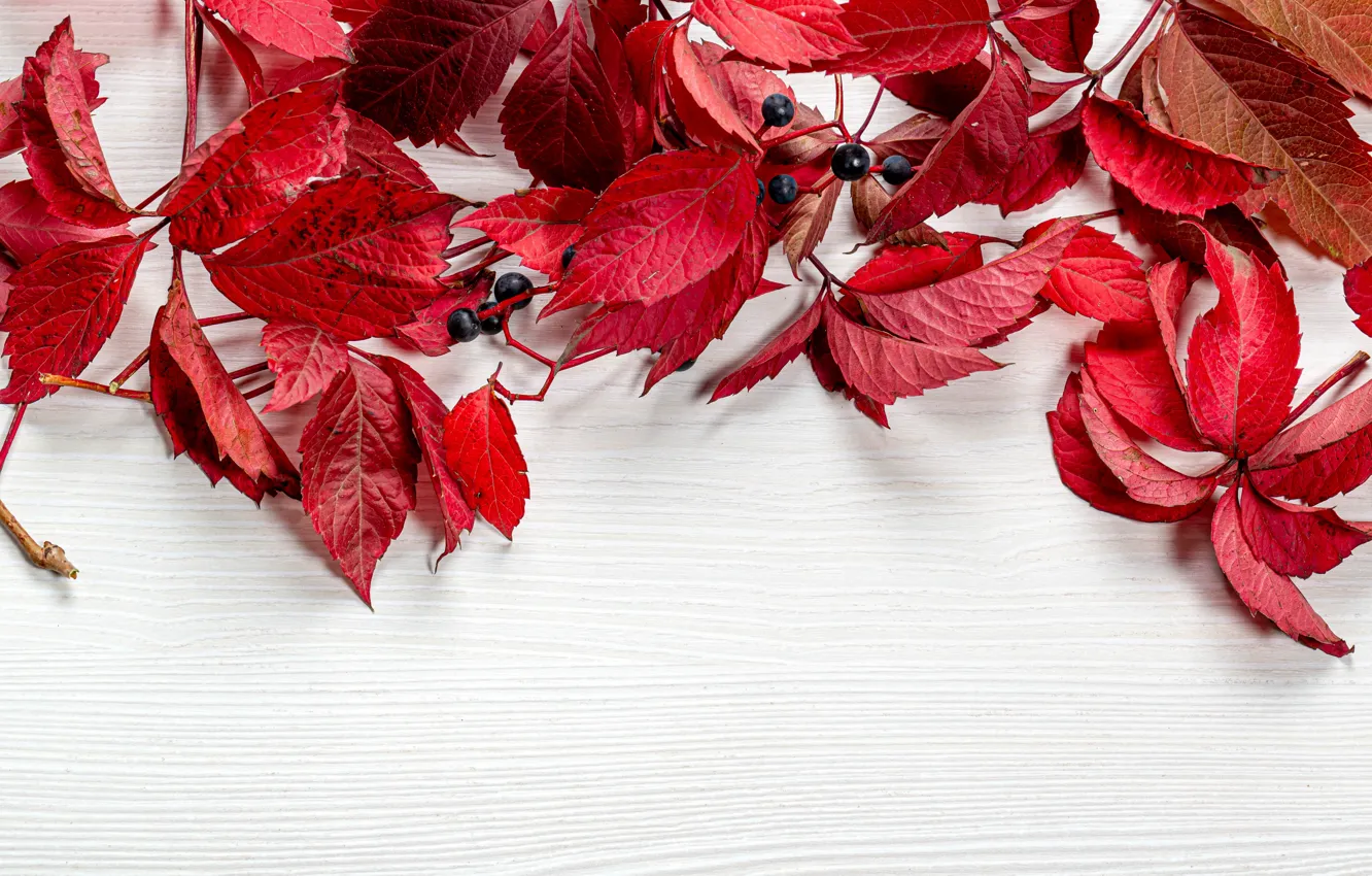 Photo wallpaper leaves, berries, table, postcard, template, blank