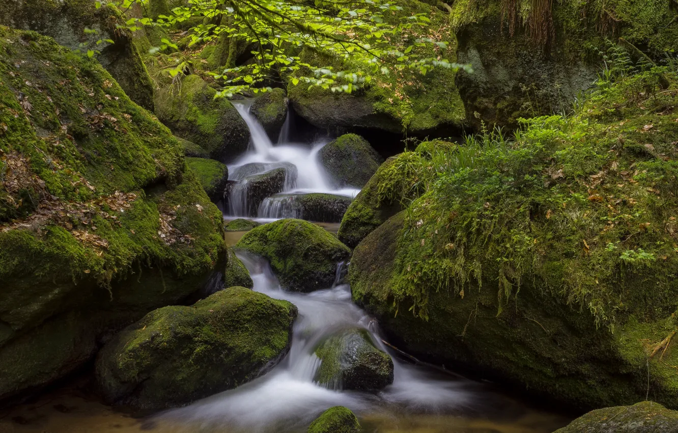 Photo wallpaper greens, water, stream, stones, moss