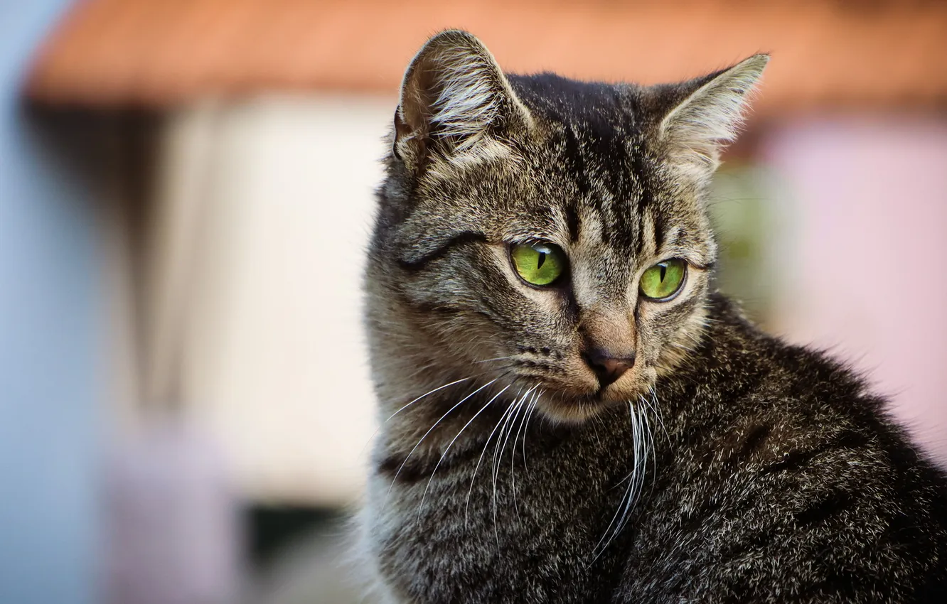 Photo wallpaper cat, cat, mustache, look, grey, portrait, kitty, face