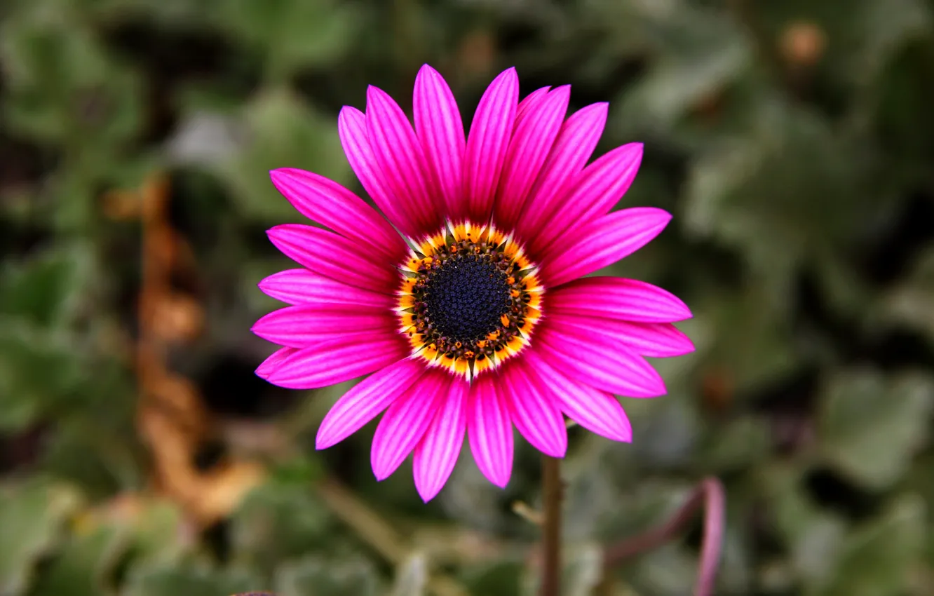 Photo wallpaper nature, paint, petals, stem, Osteospermum