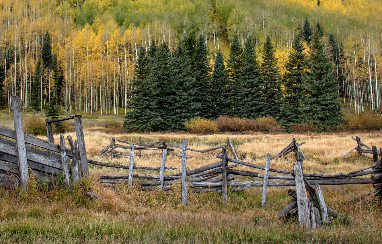 Photo wallpaper field, autumn, forest, grass, trees, mountains, Board, the fence