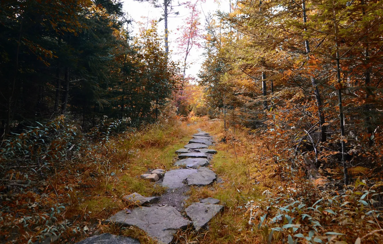 Photo wallpaper autumn, forest, trail, path
