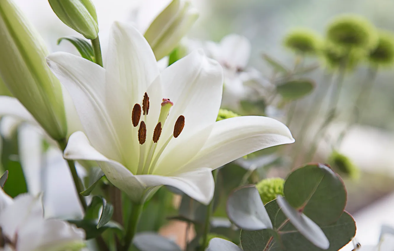 Photo wallpaper white, macro, flowers, Lily, buds