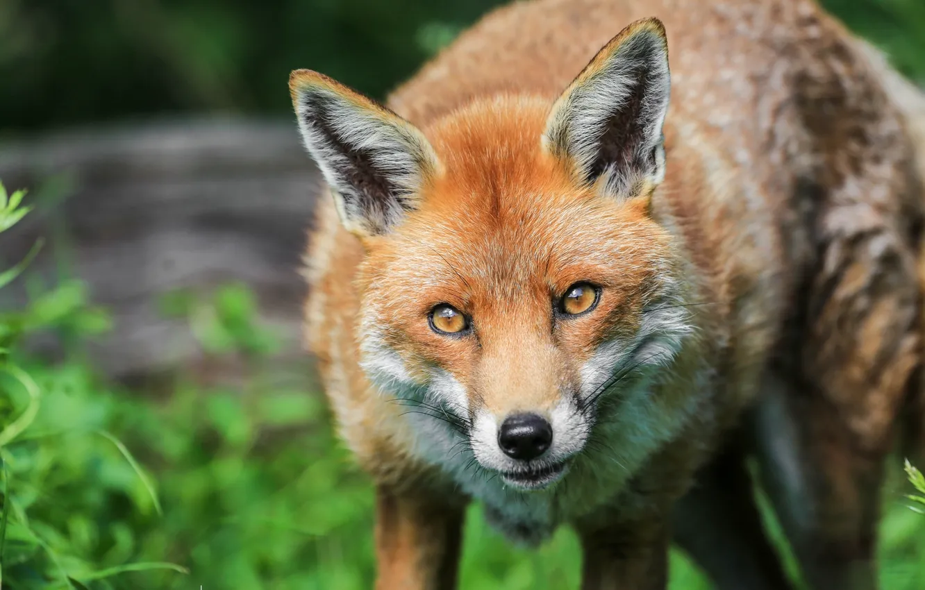 Photo wallpaper face, portrait, predator, Fox, Fox