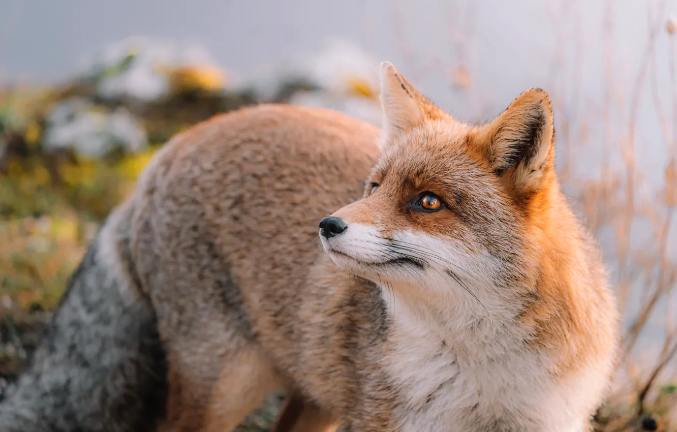 Photo wallpaper look, face, portrait, Fox, red, bokeh, blurred background