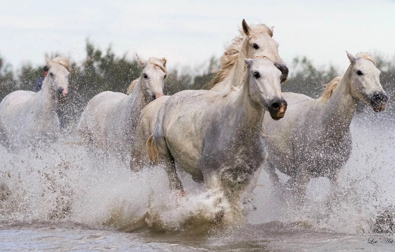 Photo wallpaper squirt, movement, horses, horse, running, pond, gallop, the herd