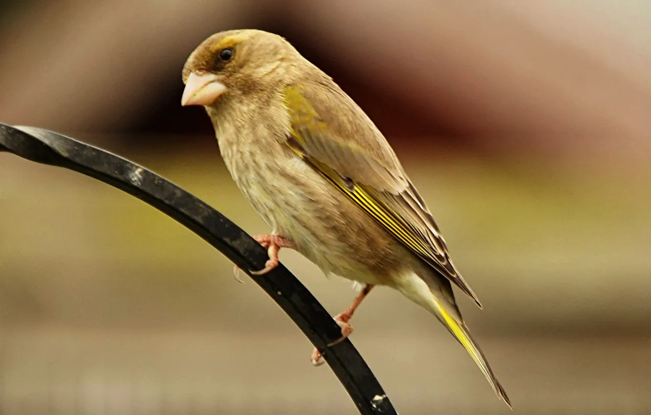 Photo wallpaper bird, beak, tail, female, Common zelenushka