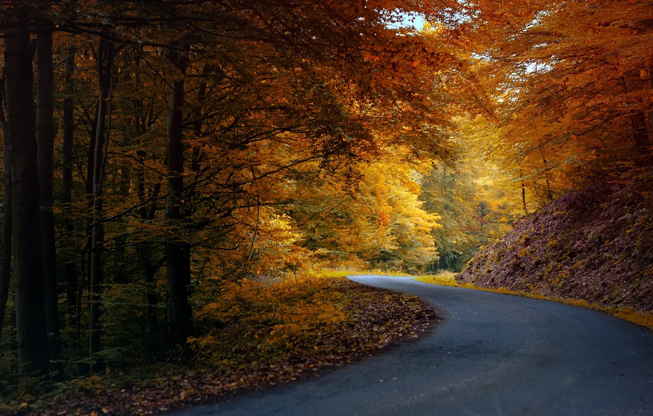 Photo wallpaper road, autumn, forest, asphalt, leaves, trees, orange, yellow