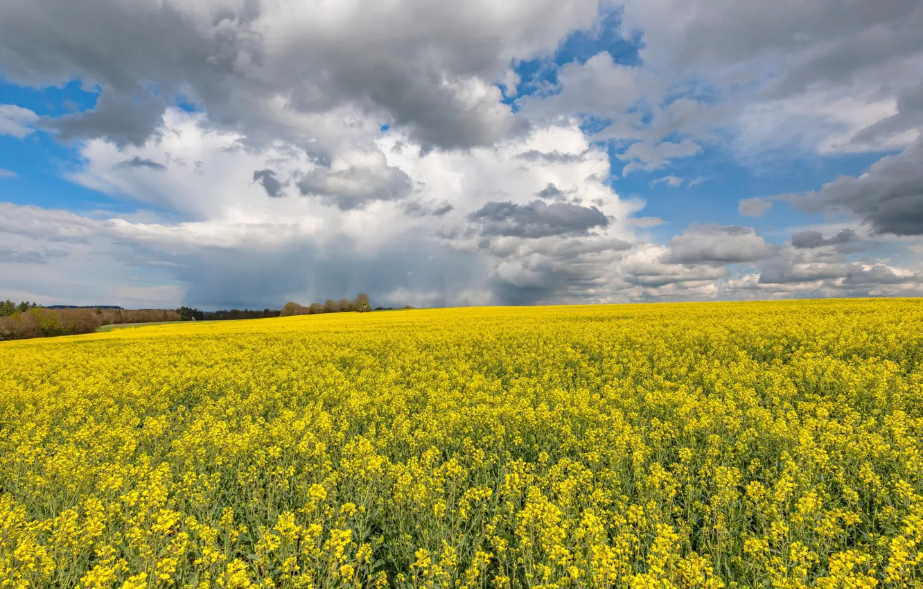 Photo wallpaper field, clouds, Germany, rape