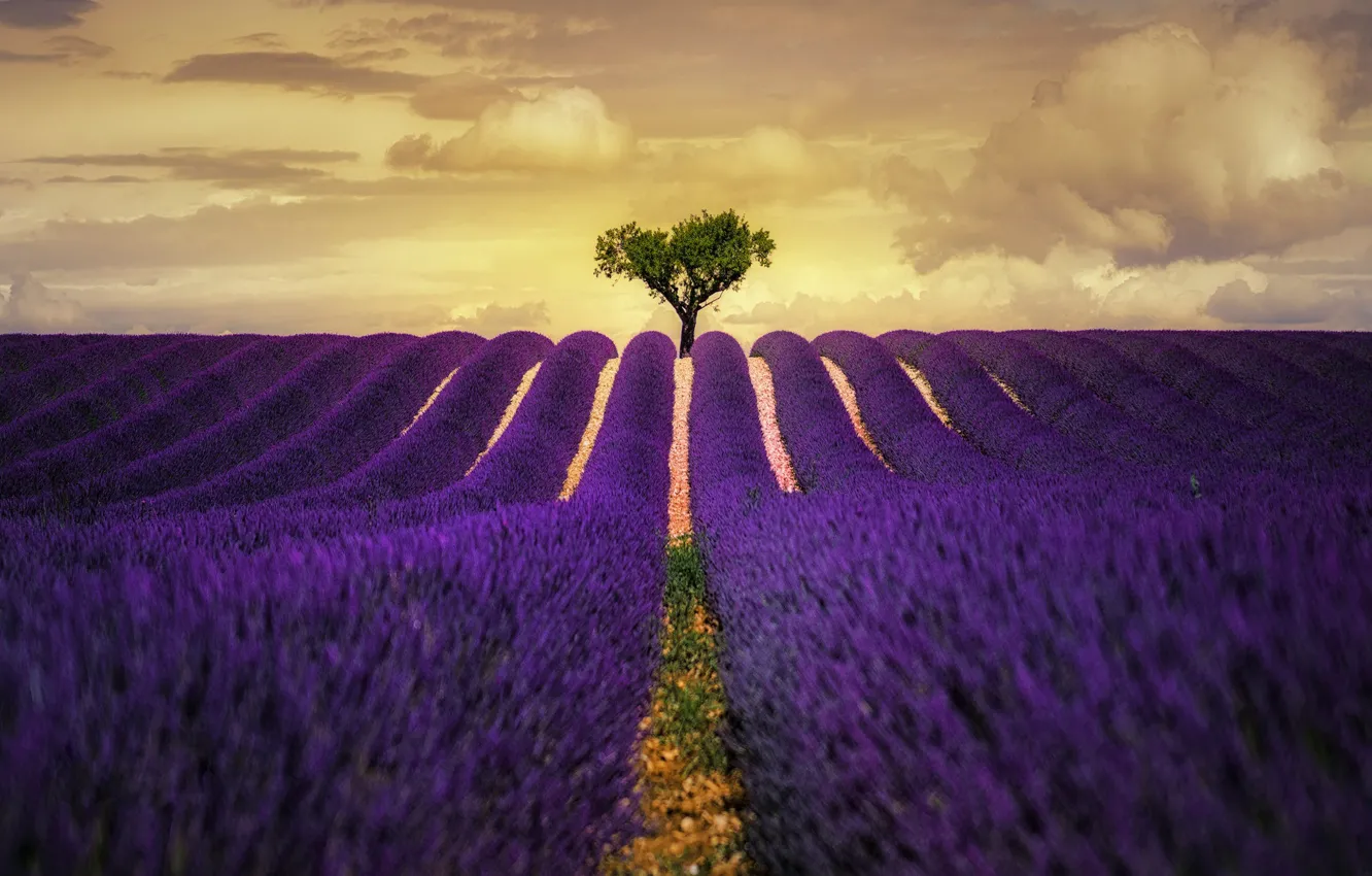 Photo wallpaper field, the sky, clouds, flowers, nature, tree, lavender