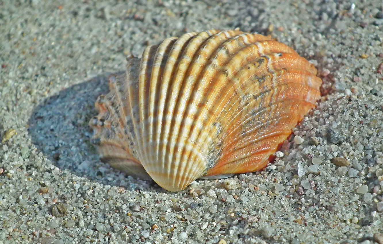Photo wallpaper sand, summer, Nature, shell